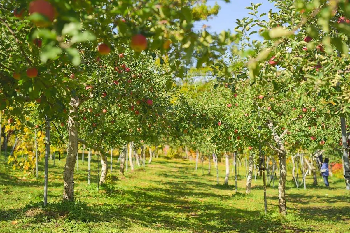 Jozankei Farm: Cherry Picking & Zipline for Kids
