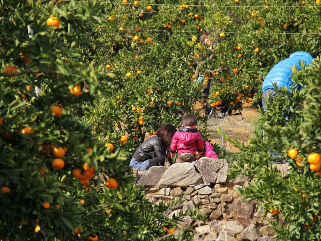 mikan農園 Gamagori Orange Park: Year-Round Fruit Picking for Kids